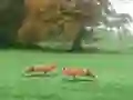Jeu Hunted Fox en ligne