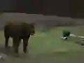 Jeu Bear Den en ligne