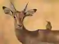 Jeu Wild Deer Jigsaw en ligne