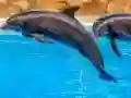 Jeu Sea Dolphin Jigsaw en ligne