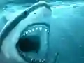 Jeu Hungry Shark en ligne
