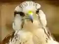 Jeu Gyrfalcon Jigsaw en ligne