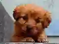 Jeu Puppy Puzzle en ligne
