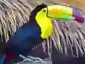 Jeu Toucan Bird Jigsaw en ligne