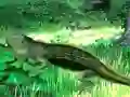 Jeu Lizard Forest Escape en ligne