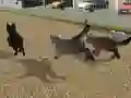Jeu Run Cat Cat Race en ligne