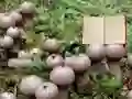 Jeu Lycoperdon Mushroom Land Escape en ligne