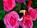 Jeu Precious Rose Escape en ligne