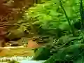 Jeu Peaceful Rainbow Forest Escape en ligne