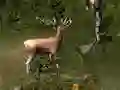 Jeu Sniper Hunting Deadly Animal en ligne