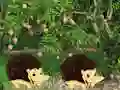 Jeu Escape From Mango Farm en ligne