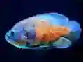 Jeu Tiger Fish Jigsaw en ligne