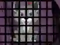 Jeu Trapped Wolf Rescue en ligne