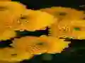 Jeu Chrysanthemums Jigsaw en ligne