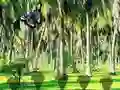 Jeu Rescue Tasmanian Tiger en ligne