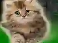 Jeu Couple Kitten Escape en ligne