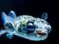 Jeu Puffer Fish Jigsaw en ligne