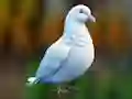 Jeu Realistic Pigeon Rescue en ligne