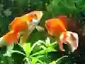 Jeu Blue Fish Escape en ligne
