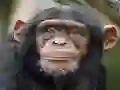 Jeu Chimpanzee Jigsaw en ligne