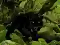 Jeu Escape from Black Panther Forest en ligne