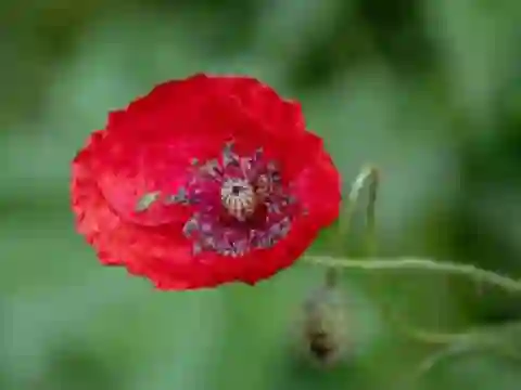 Jeu Poppy Nature Flower Jigsaw en ligne