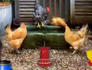Jeu Poultry Farm Easter Escape en ligne