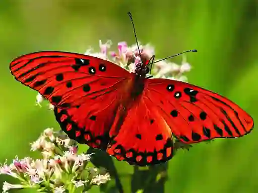Jeu Nature Jigsaw Puzzle Butterfly en ligne