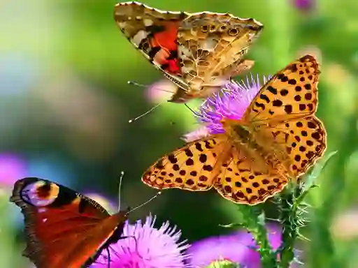 Jeu Butterfly Slide en ligne