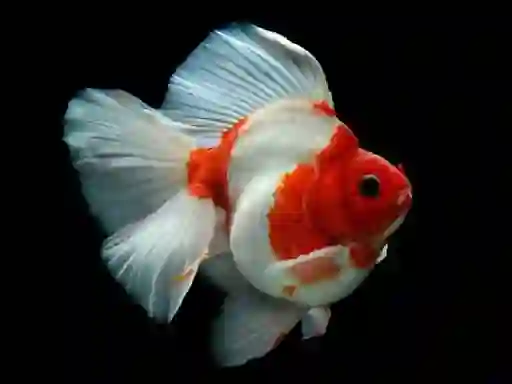 Jeu Gold Fish Jigsaw Puzzle en ligne