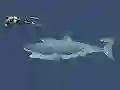 Jeu Mad Shark en ligne