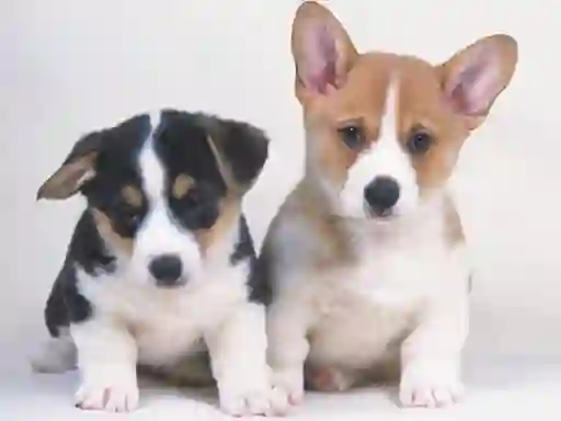 Jeu Cute Puppies Puzzle en ligne