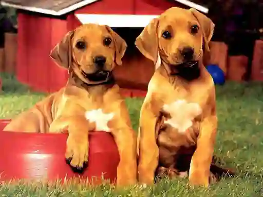 Jeu Puppy Pairs Puzzle en ligne
