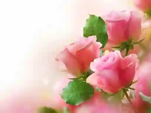 Jeu Pink Roses en ligne