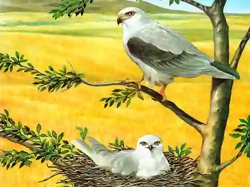 Jeu Birds Of Prey Puzzle en ligne