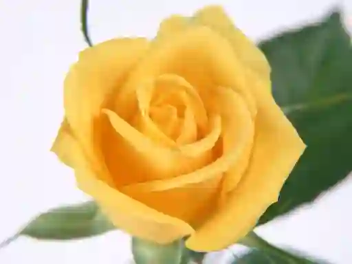 Jeu Yellow Roses en ligne