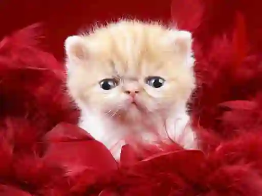 Jeu Funny Kitty en ligne