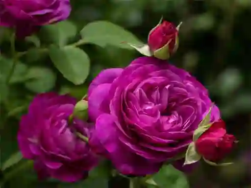 Jeu Purple Roses en ligne