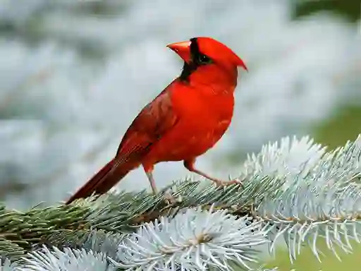 Jeu Birds Puzzle en ligne