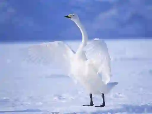 Jeu Graceful Swans en ligne
