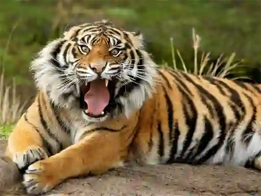 Jeu Animals Jigsaw Puzzle Tiger en ligne