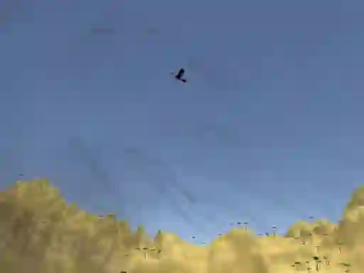 Jeu Toucan Shooter en ligne