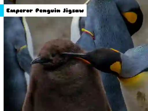 Jeu Emperor Penguin Jigsaw en ligne
