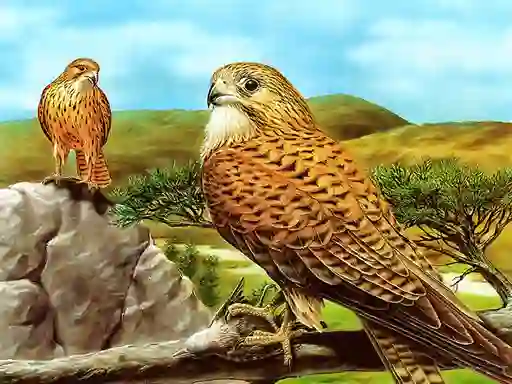 Jeu Birds of Prey Slide en ligne
