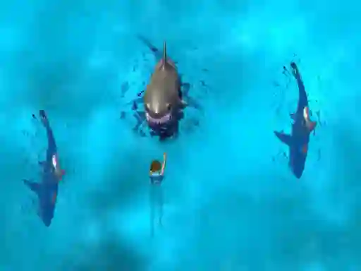 Jeu Avoid the Sharks en ligne