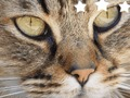 Jeu Jigsaw Puzzle Classique  en ligne
