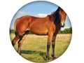 Jeu Quiz animal  en ligne