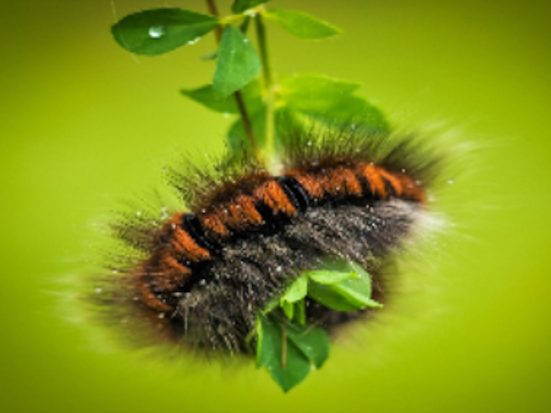 Jeu Caterpillar Larva Animal Yigsaw en ligne