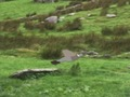 Jeu Chasse au pigeon  en ligne