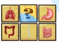 Jeu Scanner d'organes humains  en ligne